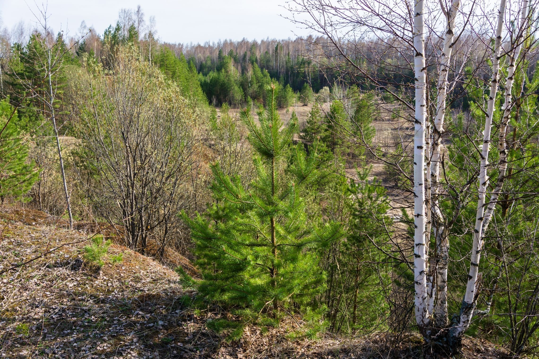 Juridiniams asmenims skirta 5 mln. eurų parama medžiams savaiminukams išsaugoti