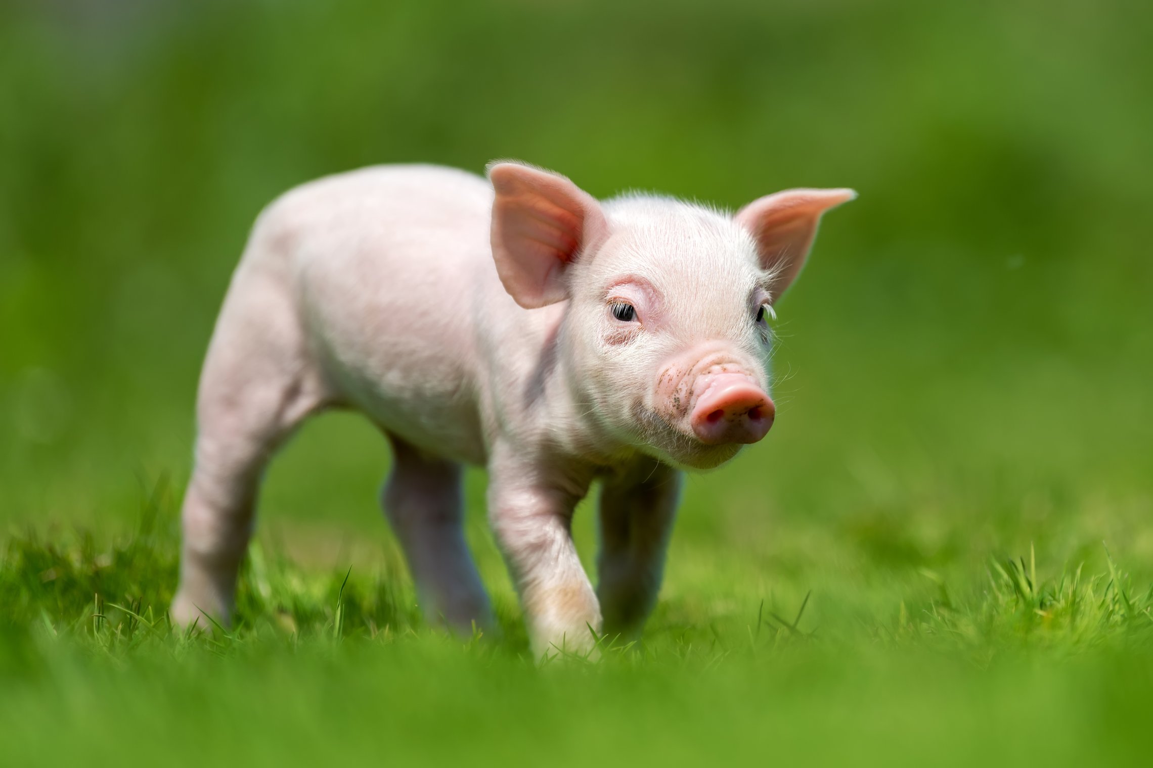Kiaulių augintojams – iki 900 eurų parama biologinio saugumo priemonėms