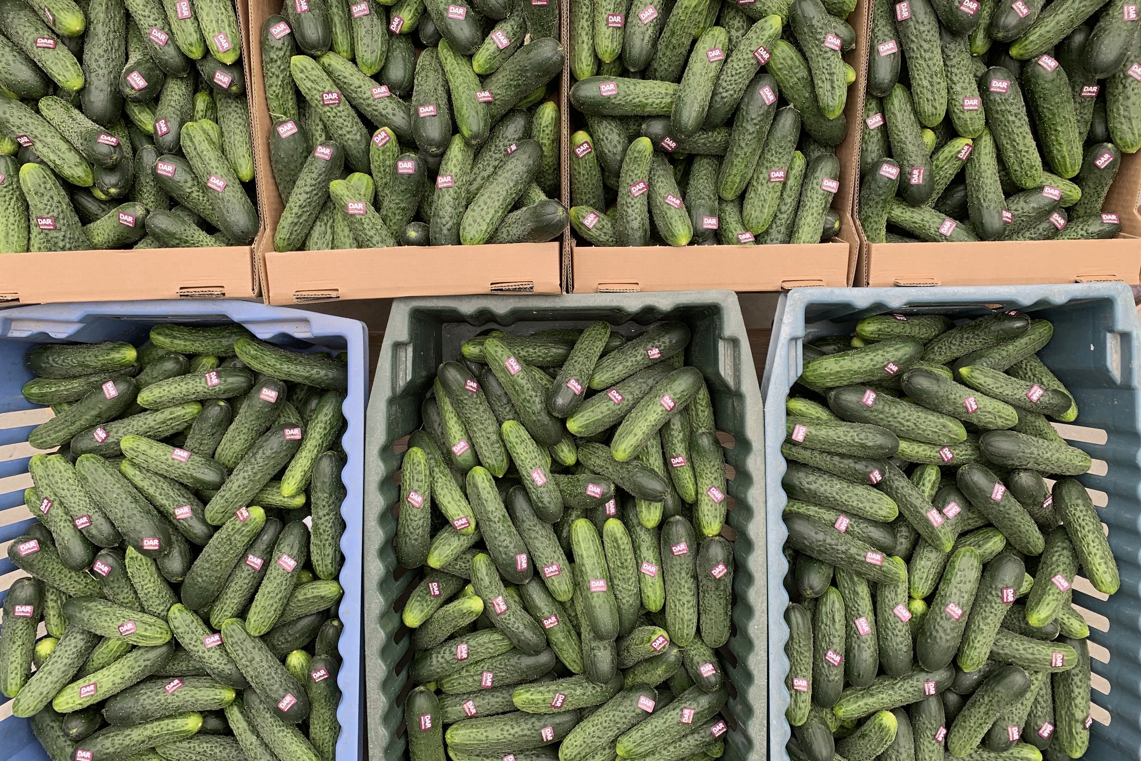 Patvirtinta nauja įvežamų augalų fitosanitarinio patikrinimo tvarka