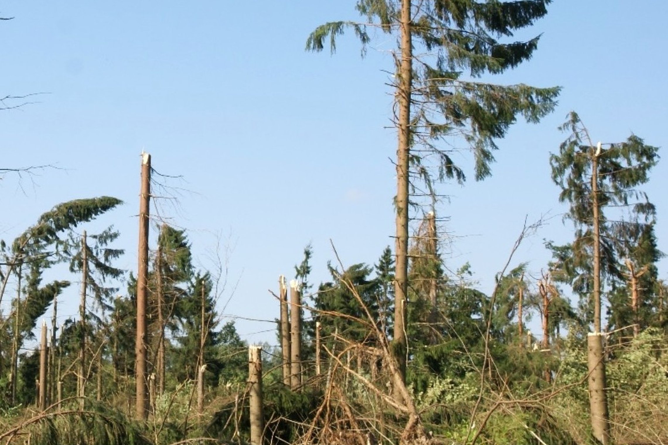 Šalčininkų rajono miškuose dėl vėjo išvartytų medžių pradedamos taikyti specialiosios apsaugos ir stichinių nelaimių padarinių šalinimo miškuose priemonės