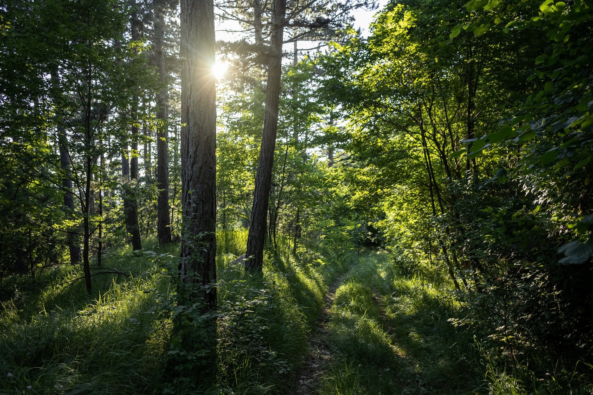 Miškams veisti ir atkurti – daugiau kaip 3,7 mln. eurų